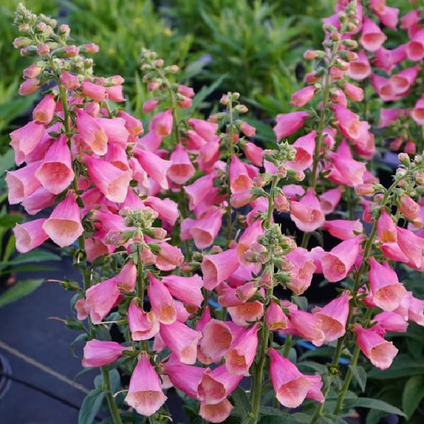 Rose Foxglove - Cold Weather Insulation for Hiking and Camping
| Arctic Fox Rose Foxglove - Ultra Warm Fleece for Winte